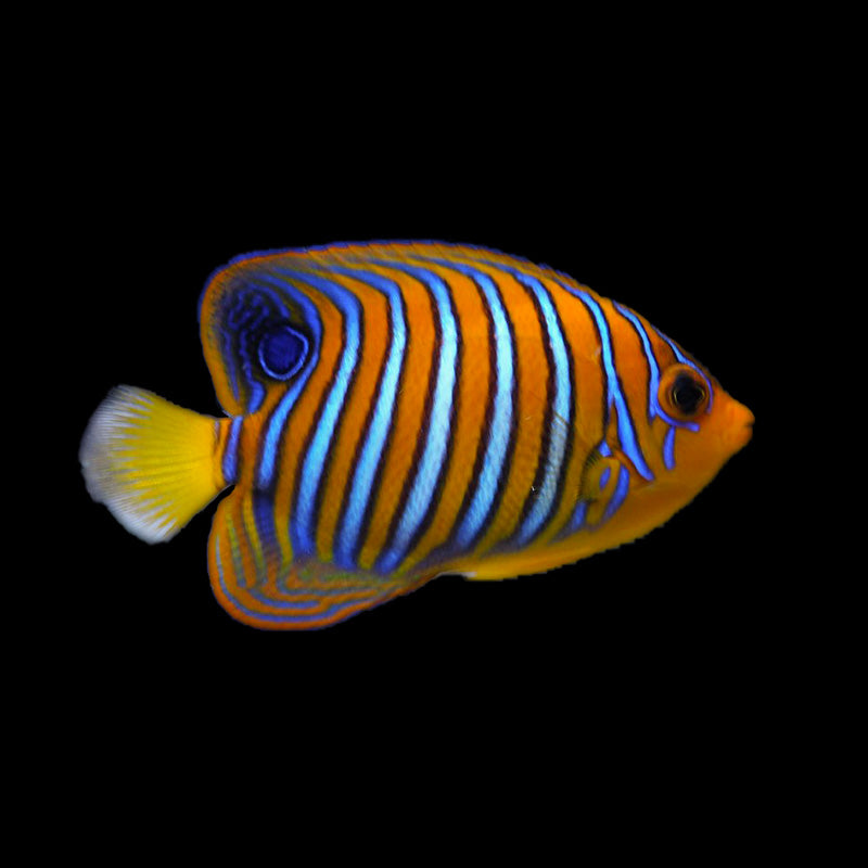 Juvenile Orange Belly Regal Angelfish