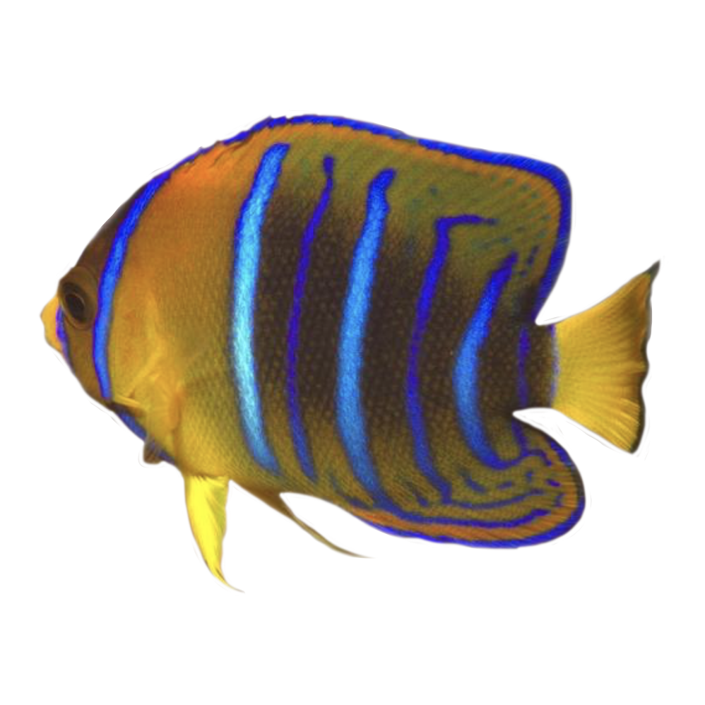 Juvenile Passer Angelfish