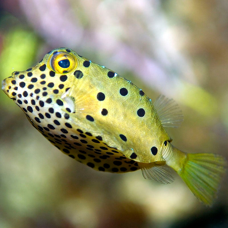 Juvenile Yellow Boxfish