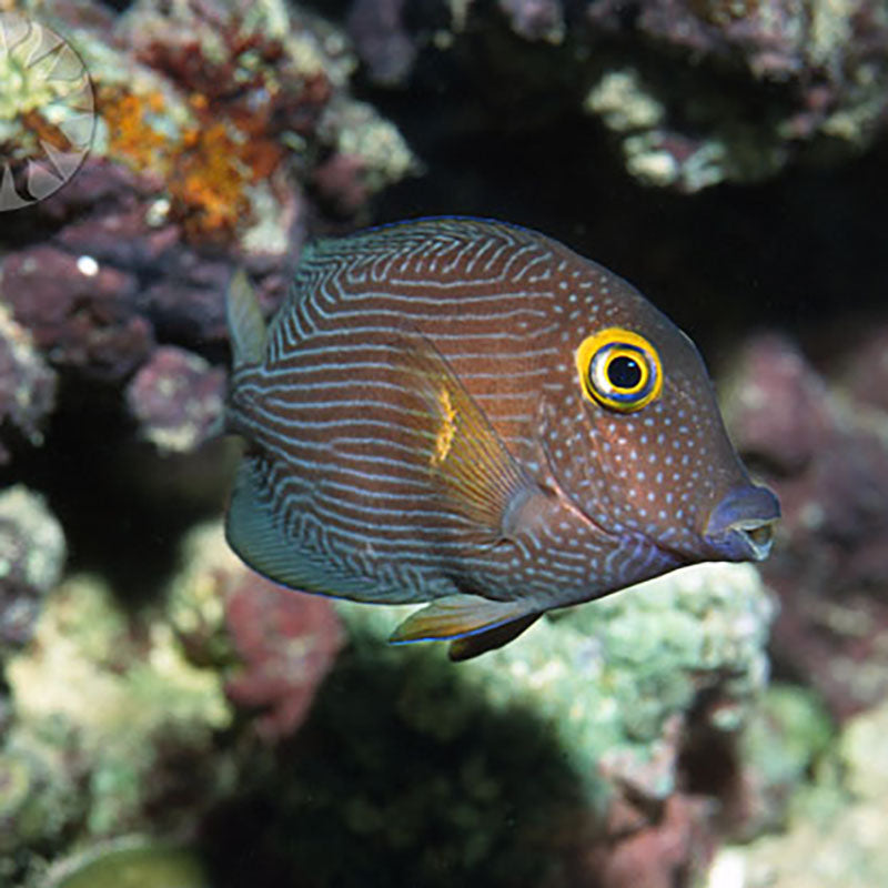 Small kole Yellow Eye Tang