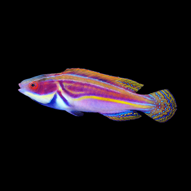 Laboute's Fairy Wrasse