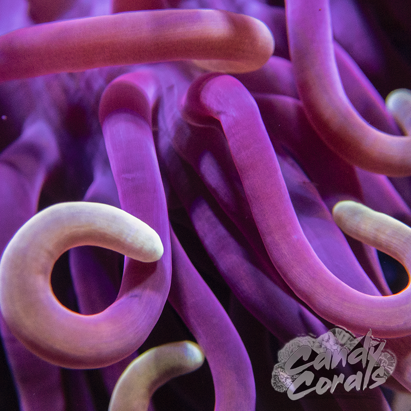 Red Long Tentacle Anemone