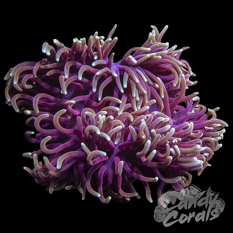 Red Long Tentacle Anemone