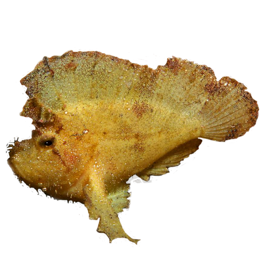 Leafy Scorpionfish
