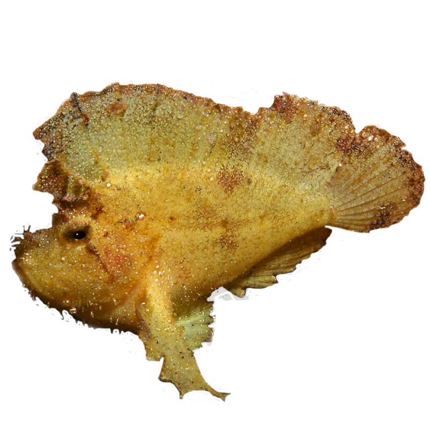 Leafy Scorpionfish