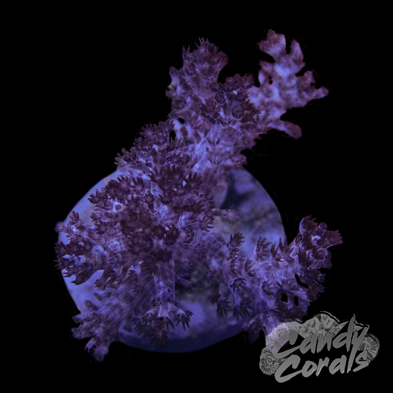 Purple Kenya Tree Leather Frag