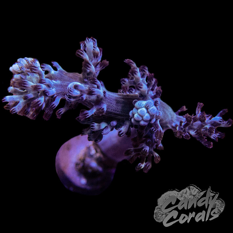 Cracked Ice Kenya Tree Leather Frag