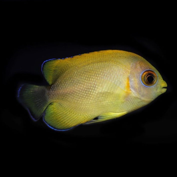 Captive Bred Smoky Lemonpeel Hybrid Angelfish