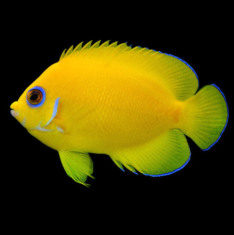 Captive Bred Lemon Peel Angelfish