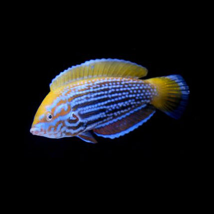 Lennardi Wrasse