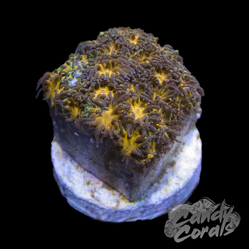 Purple Leptastrea Frag B61