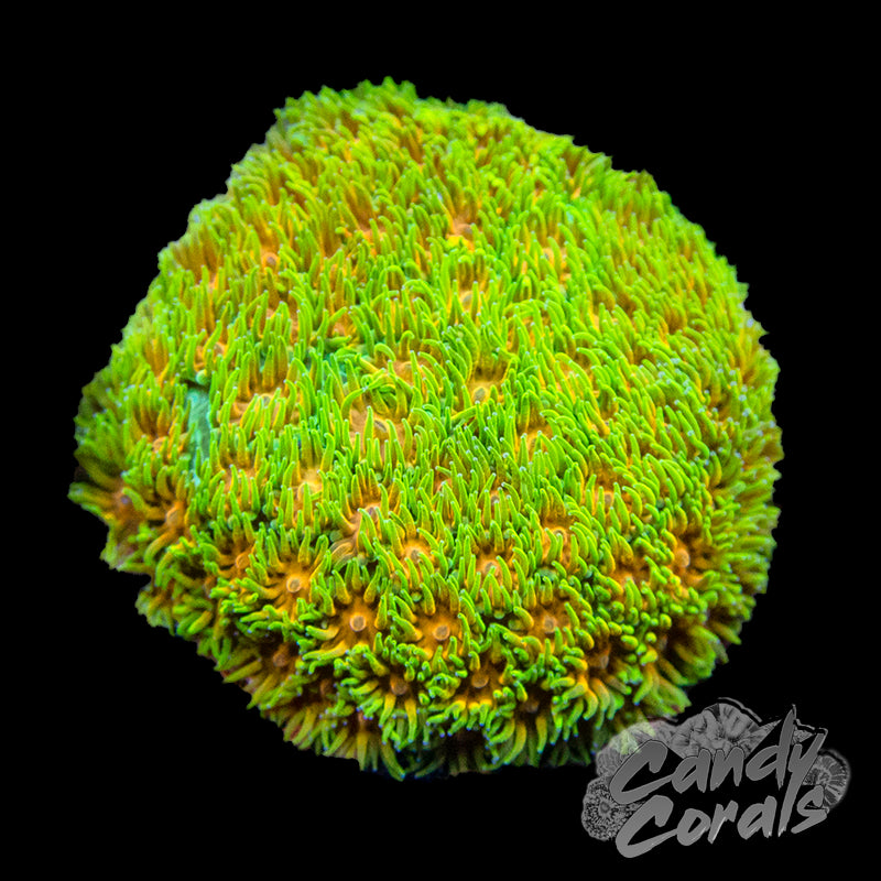 Polkaroo Leptastrea Frags