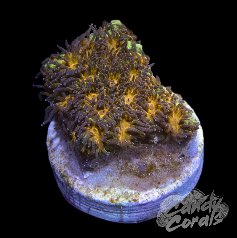 Purple Leptastrea Frag B61