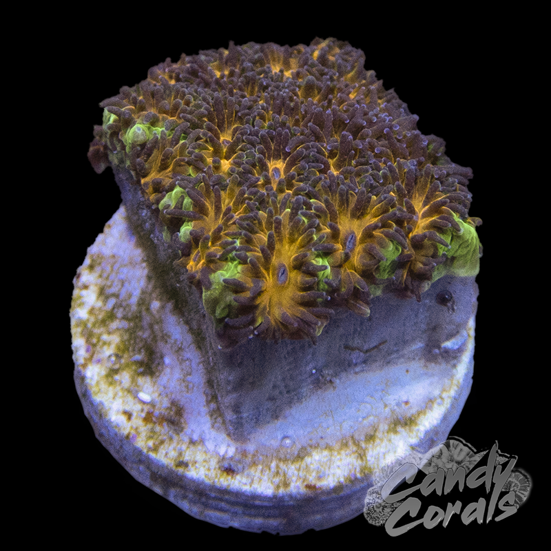 Purple Leptastrea Frag B61