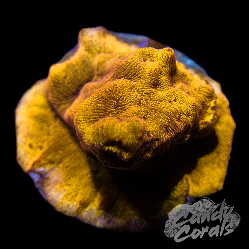 Tangerine Lepto Frag B4