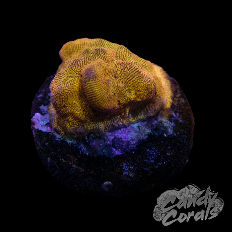 Tangerine Lepto Frag B4
