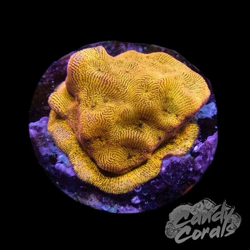 Tangerine Lepto Frag B4