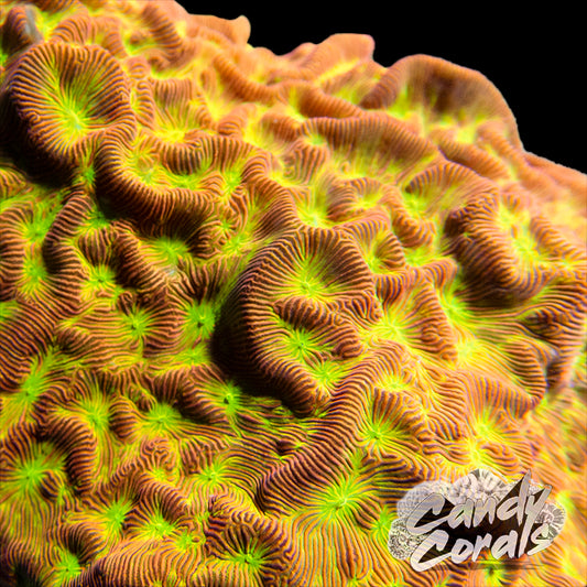 Real Reef Rock - Fancy Branch 30lb Box – Candy Corals