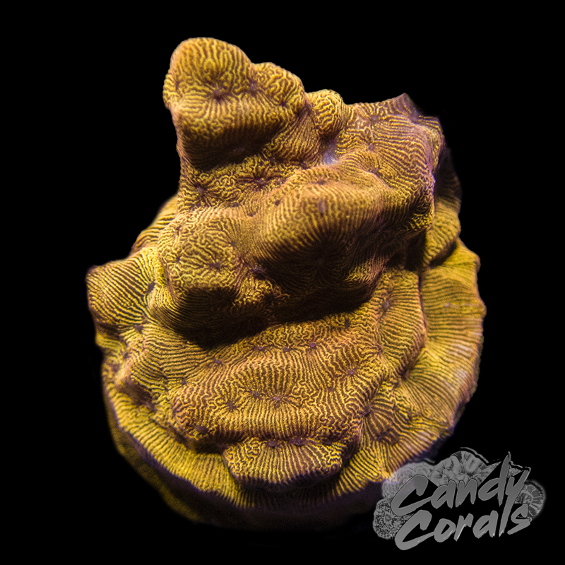 Tangerine Lepto Frag B4