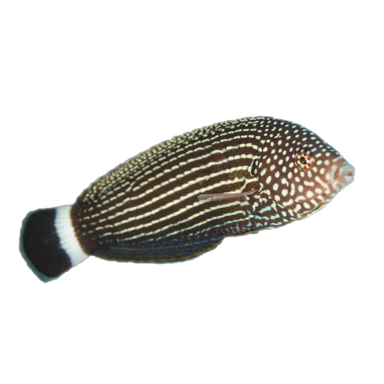 Lined Tamarin Wrasse