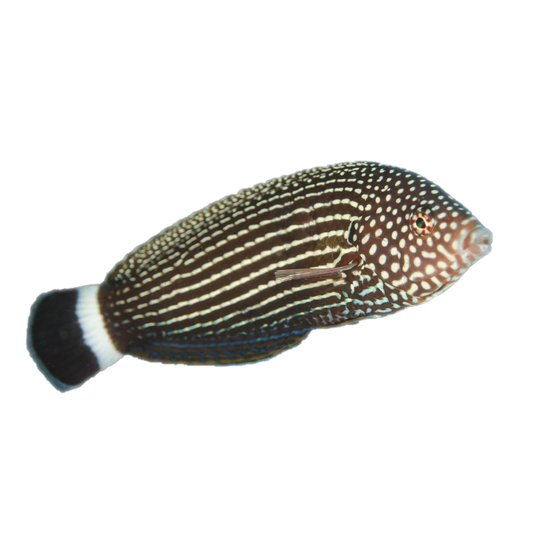 Lined Tamarin Wrasse