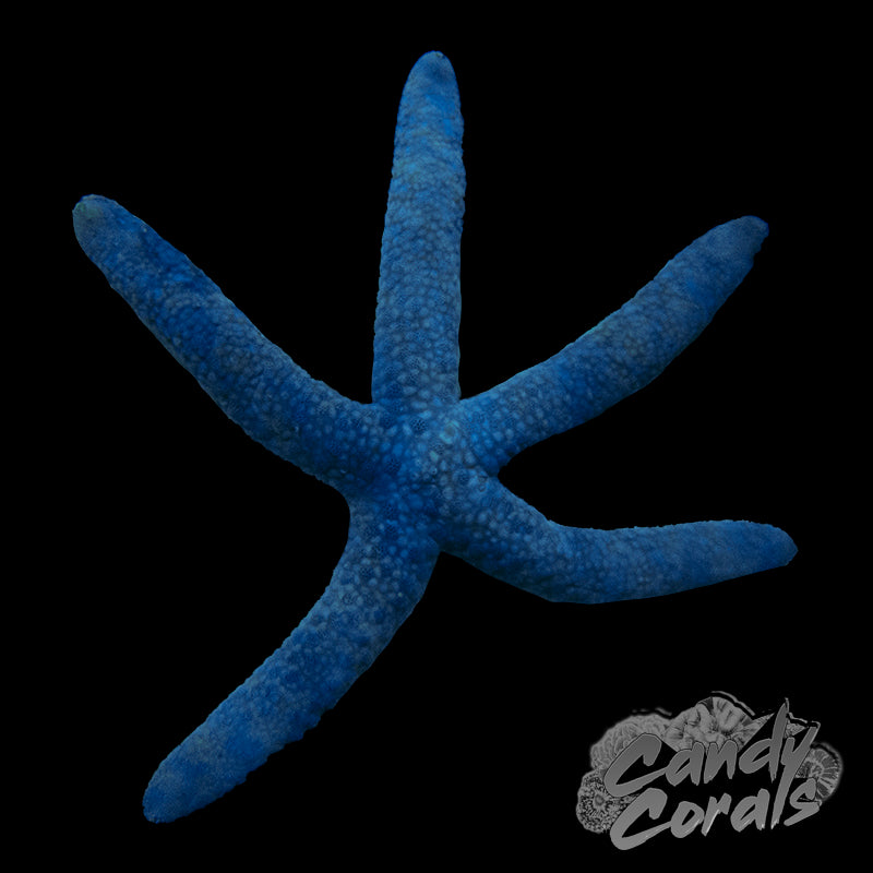 Blue Linkia Starfish