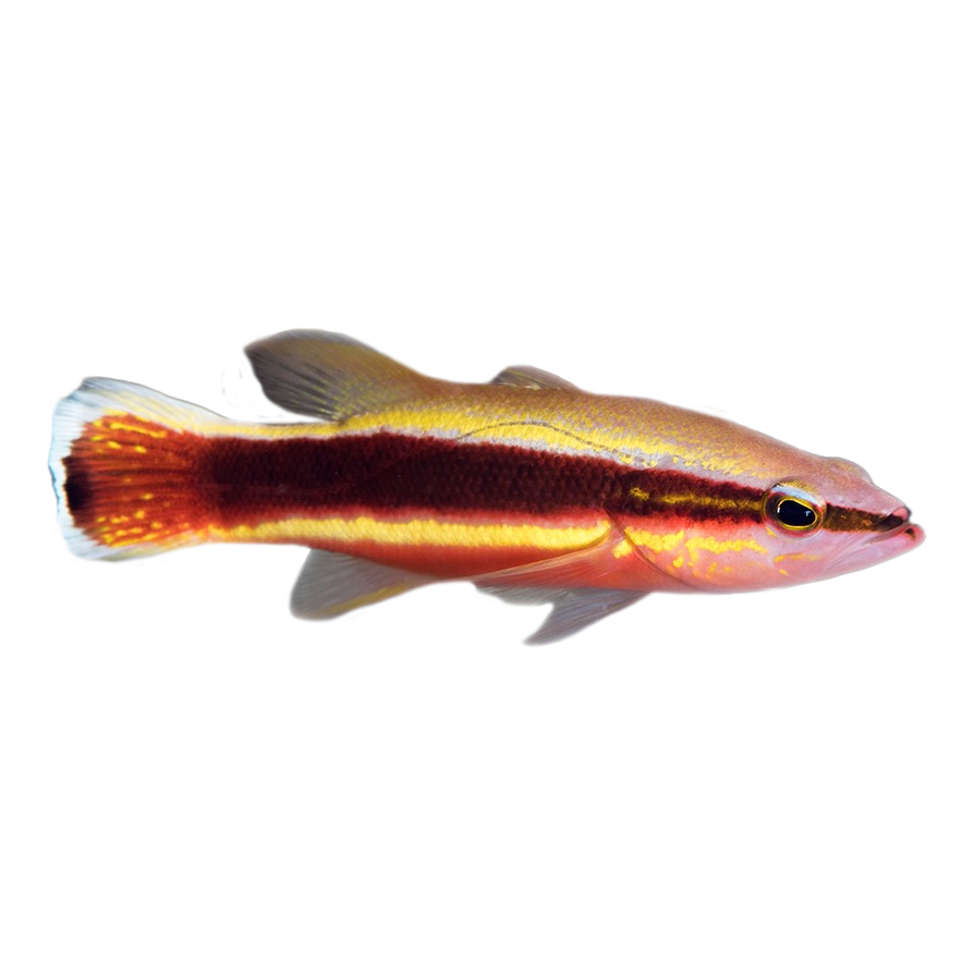 Wrasse Bass