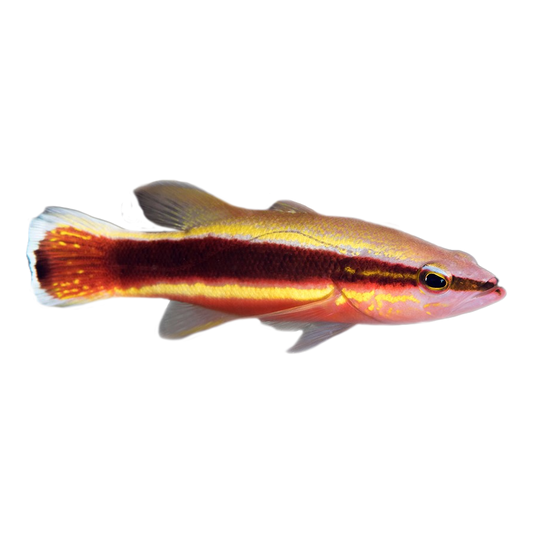 Wrasse Bass