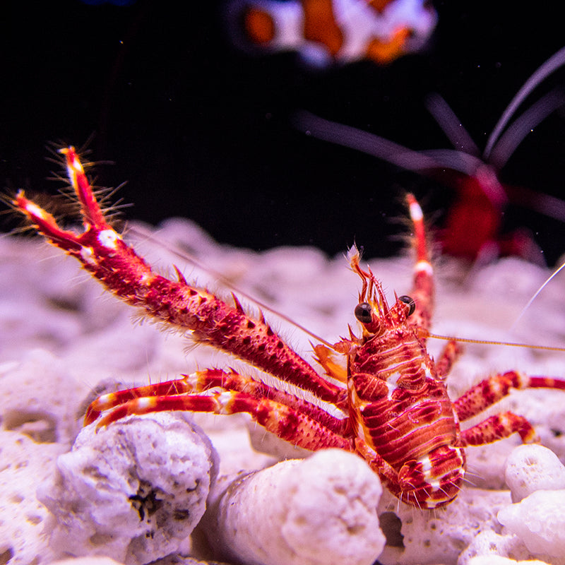 Red Squat Lobster
