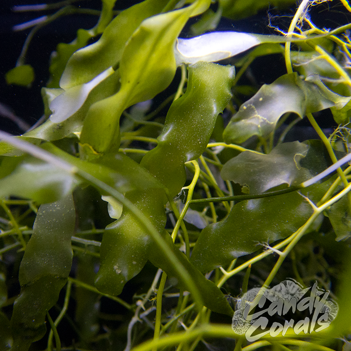 Macroalgae Labeles Macro Algae – Candy Corals