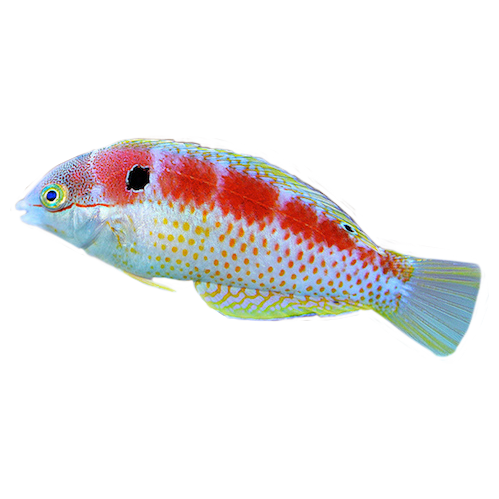 Madagascar Leopard Wrasse