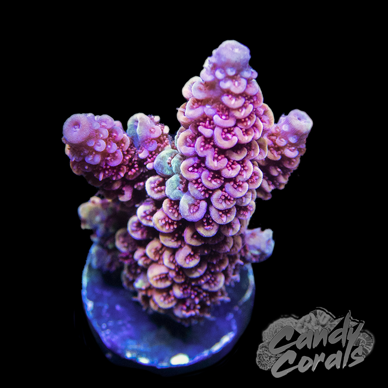Magma Acro Sp. Frag A84