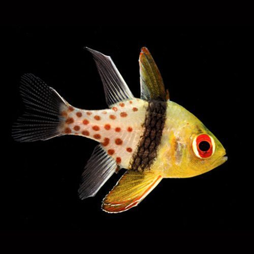 Captive Bred Pajama Cardinal