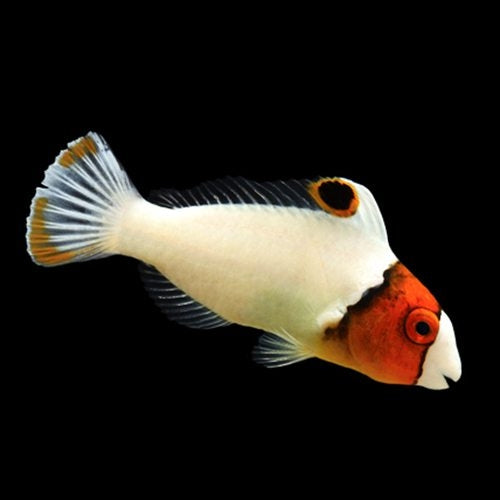 Juvenile Bicolor Parrotfish