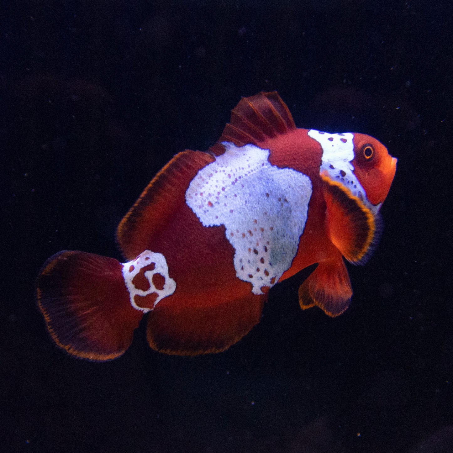 Captive Bred Lightning Maroon Clownfish