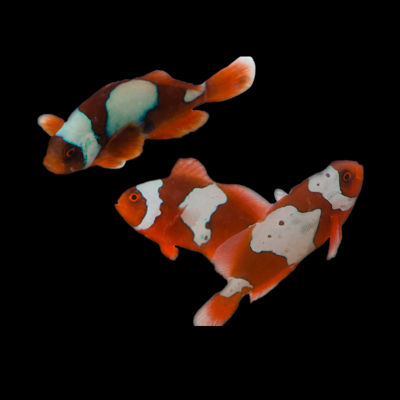 Captive Bred Snowflake Maroon Clownfish