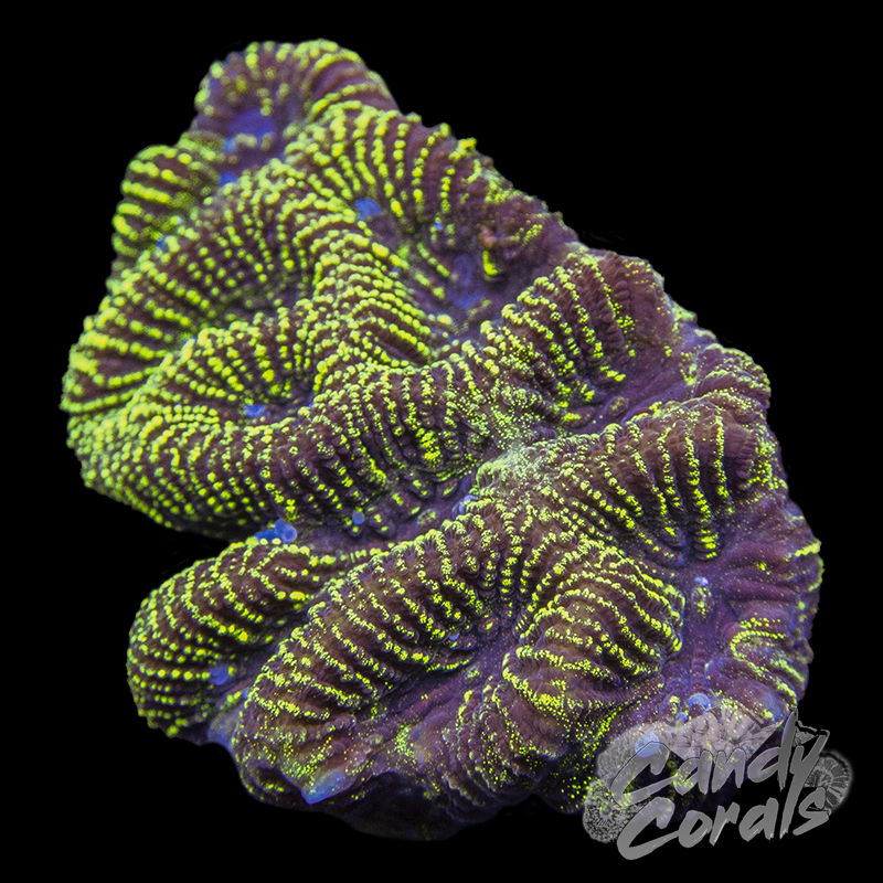 Pinstripe Maze Coral Frag B48