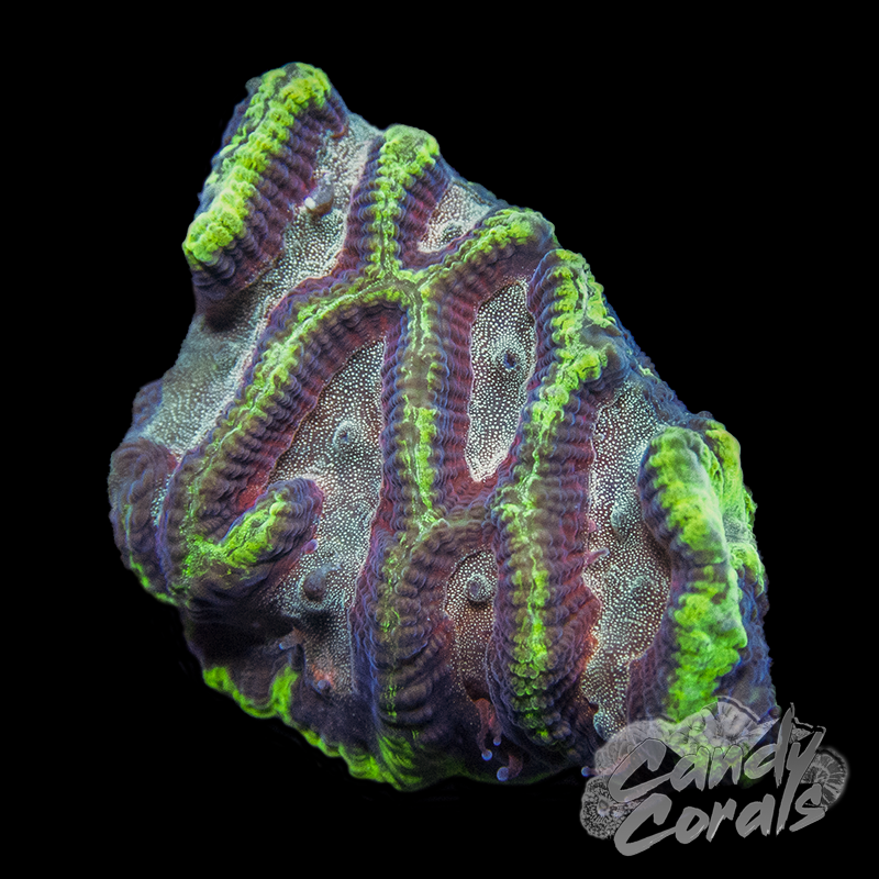 Pink Centered Maze Coral Frag