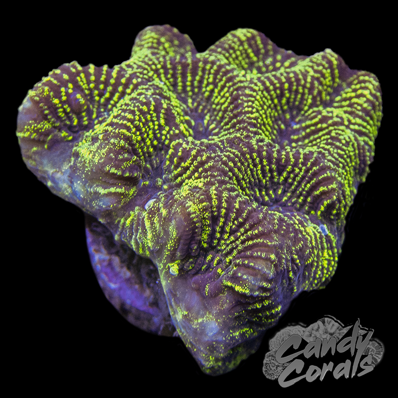 Pinstripe Maze Coral Frag B48