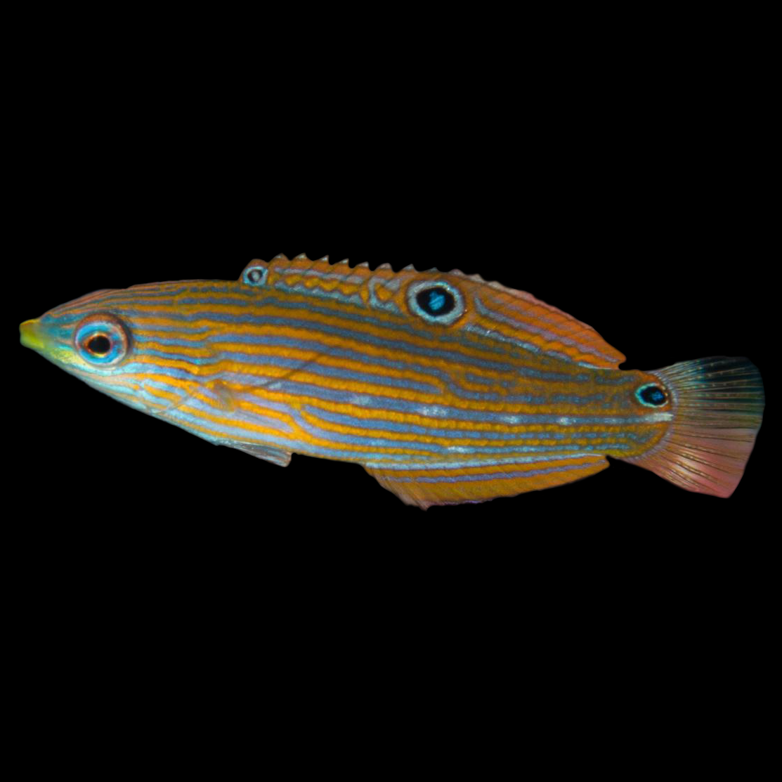 Melanarus Wrasse