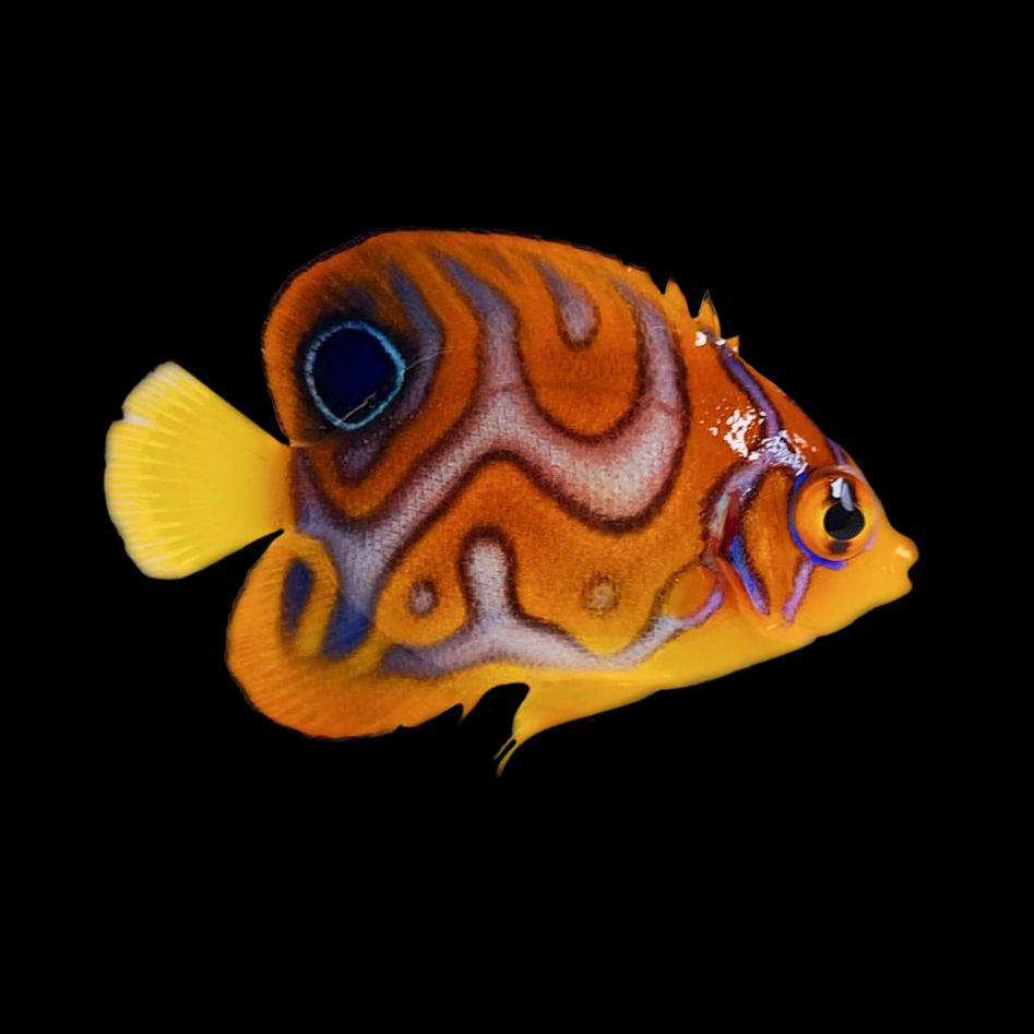 Captive Bred Juvenile Misbar Angelfish