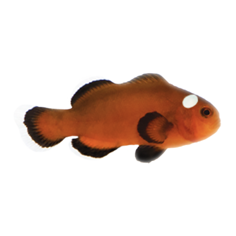 Mocha Domino Oscellaris Clownfish