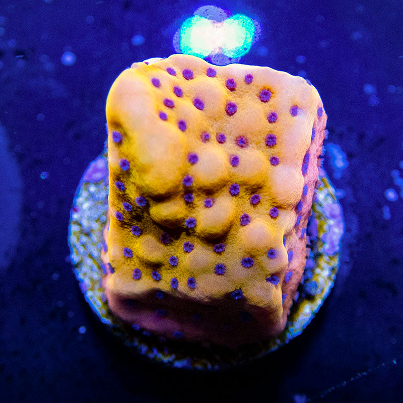 Flaming Lava Montipora Frag