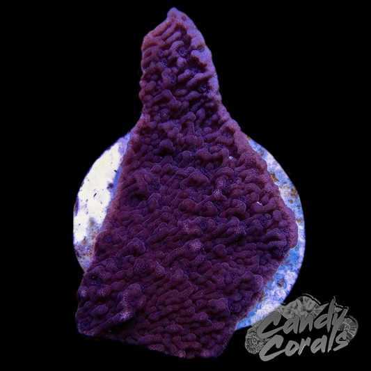 Purple Montipora Cap Frag
