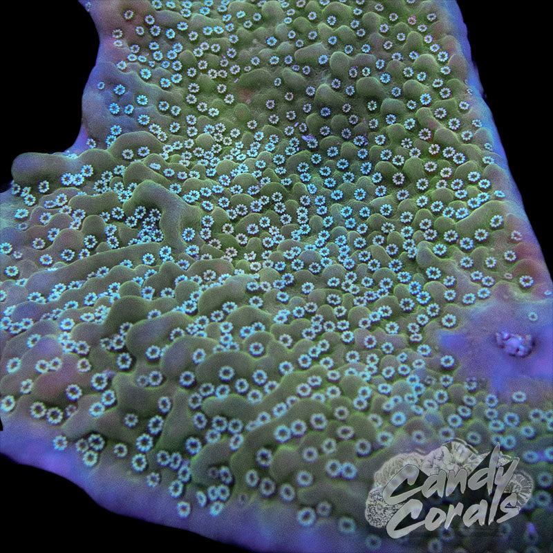 Montipora Undata Frag B27