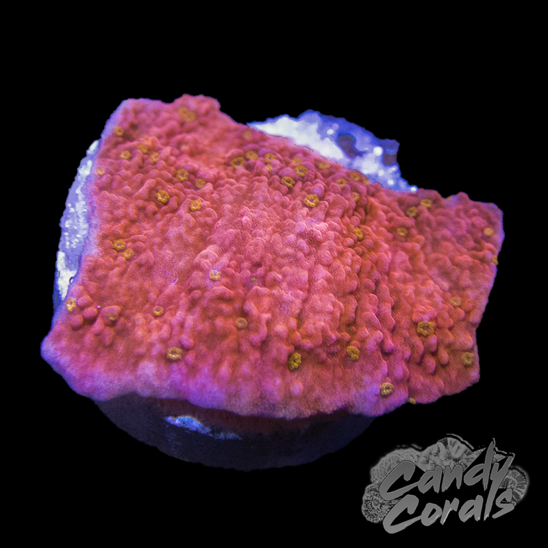 Starburst Montipora Frag M5