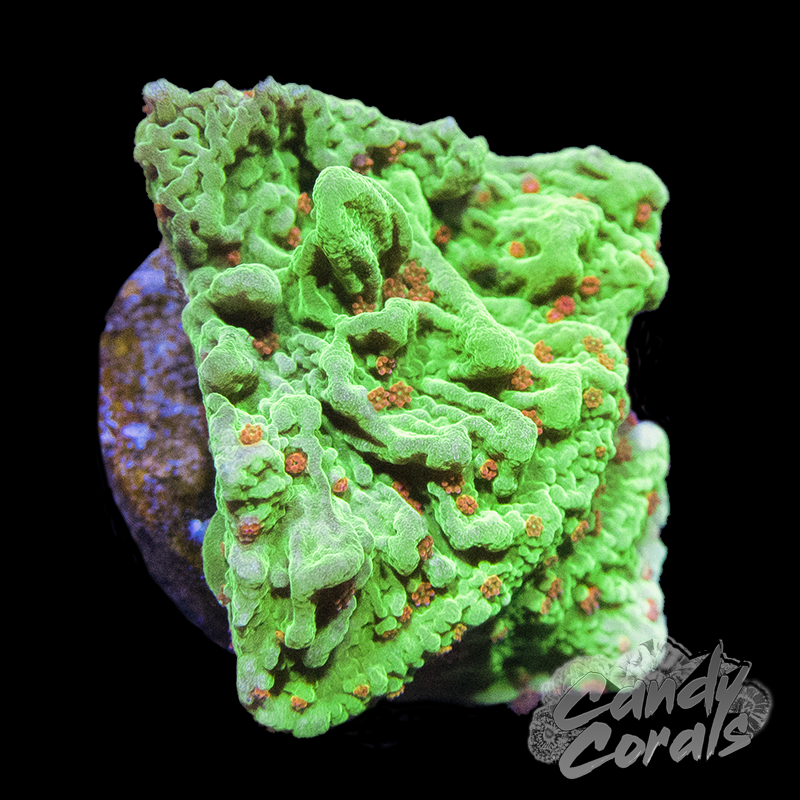 Seasons Greetings Montipora Frag M8