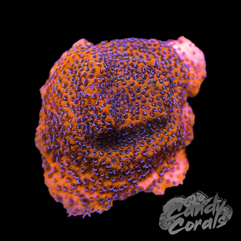 Mystic Sunset Montipora Frag M24