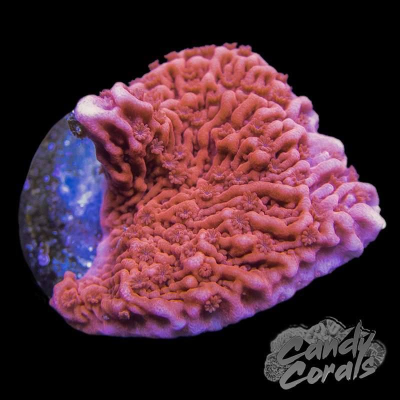 Red Montipora Cap Frag M17