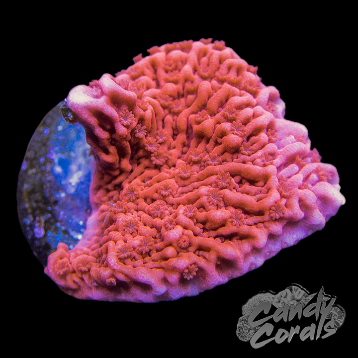 Corals – Candy Corals